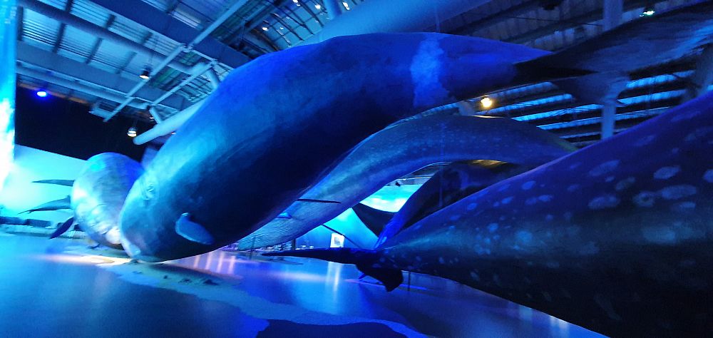 Whales of Iceland, The whale Museum.  Free / Cheap family activities in Reykjavík. FREE activities for kids in Reykjavík. Things to do with kids in Reykjavík 